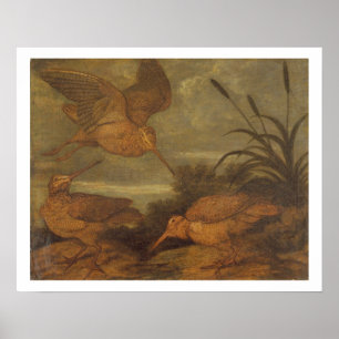 Waldschnepfe an der Dämmerung, c.1676 (Öl auf Poster