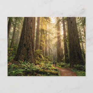 Waldspaziergang Postkarte