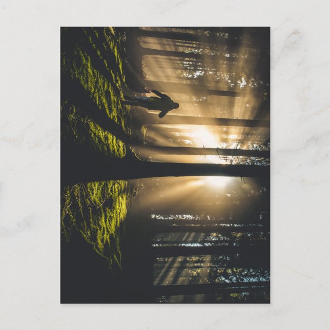 Waldspaziergang Postkarte (Vorderseite)