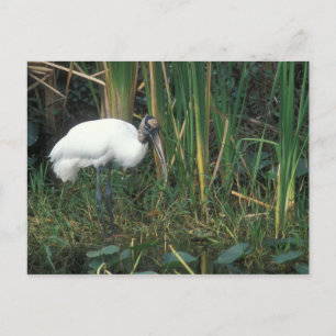 Waldstorch im Nationalpark Everglades Postkarte