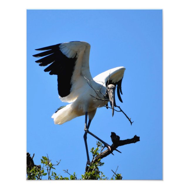 Waldstorch in freier Wildbahn Fotodruck (Vorne)