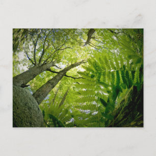 Waldszene im Acadia National Park, Maine. Postkarte