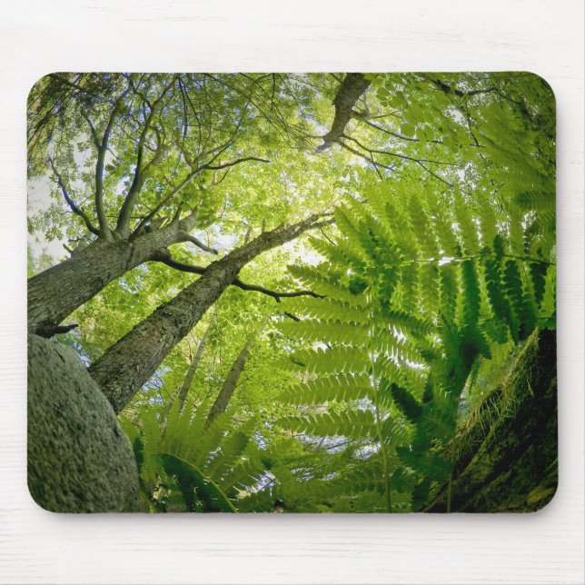 Waldszene im Acadia Nationalpark, Maine. Mousepad (Vorne)