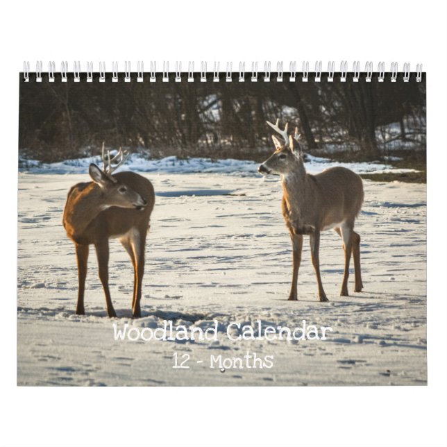 Waldtiere Natur  Kalender (Titelbild)