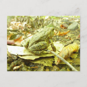 Waldtoad Postkarte