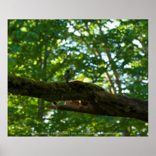 Waldüberführung Poster