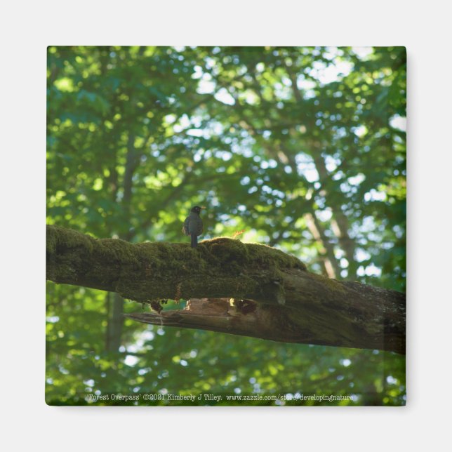 Waldüberpass Magnet (Vorne)