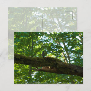 Waldüberpass Postkarte