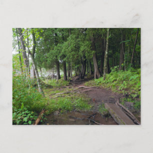 Waldweg durch den Jay Cooke Park Postkarte