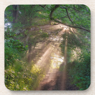 Waldweg Getränkeuntersetzer