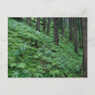 Waldweg in Bad Gastein Postkarte