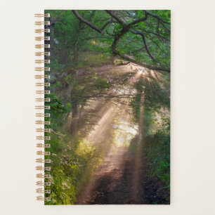 Waldweg Planer
