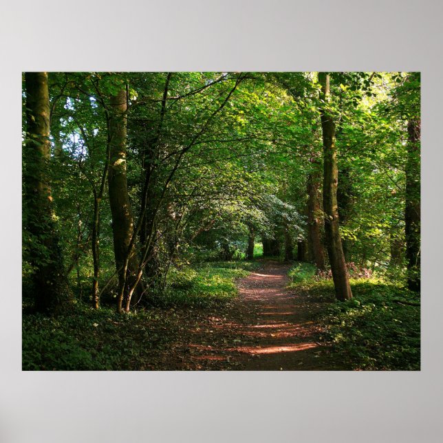 Waldweg Poster (Vorne)