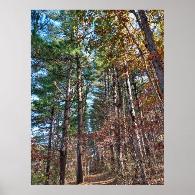 Waldweg Poster (Vorne)