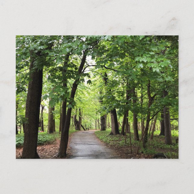 Waldweg Postkarte (Vorderseite)