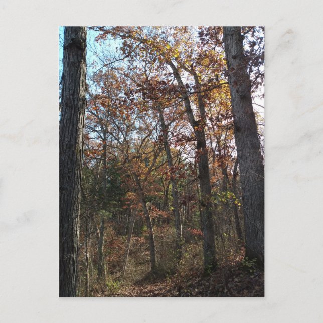 Waldweg Postkarte (Vorderseite)