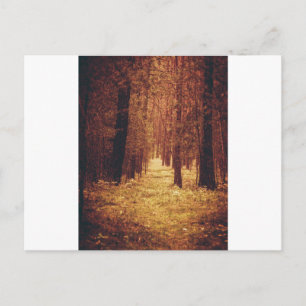 Waldweg... Postkarte