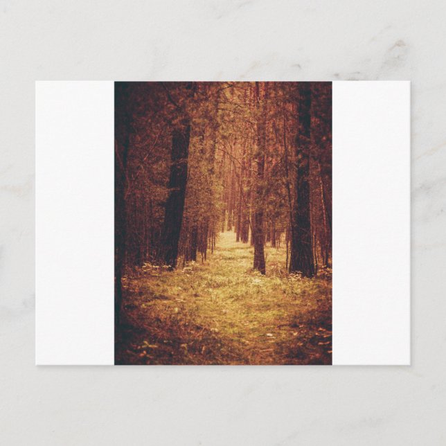 Waldweg... Postkarte (Vorderseite)
