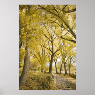 Waldweg, Zuckerhauspark, Salzsee Stadt Poster