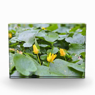 Waldwildblumen – Botanische Naturfotografie Fotoblock