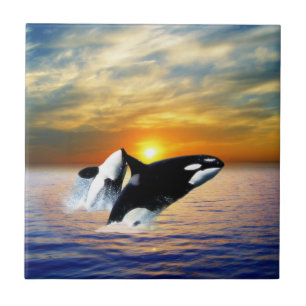 Wale am Sonnenuntergang Fliese