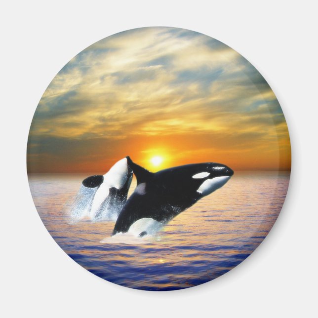 Wale bei Sonnenuntergang Magnet (Vorne)