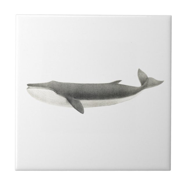 "WALE" MEERESWELT KERAMIK TITEL FLIESE (Vorderseite)