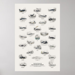 Wale - Naturalist's Library Poster