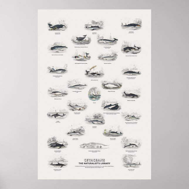 Wale - Naturalist's Library Poster (Vorne)