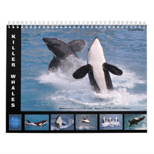 Wale (Orcinus orca) für 12 Monate Kalender