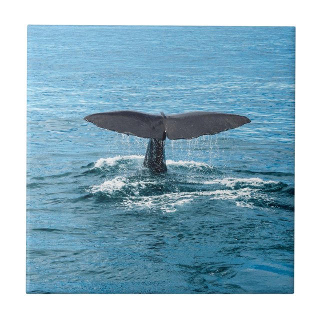 Walflosse Fliese (Vorderseite)