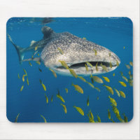 Walhai mit Fisch, Indonesien