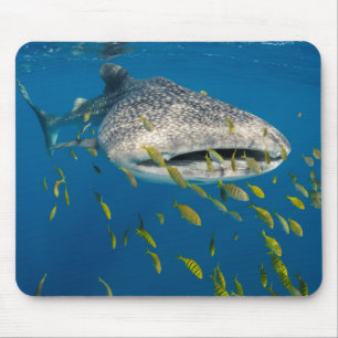 Walhai mit Fisch, Indonesien Mousepad