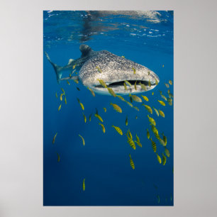 Walhai mit Fisch, Indonesien Poster