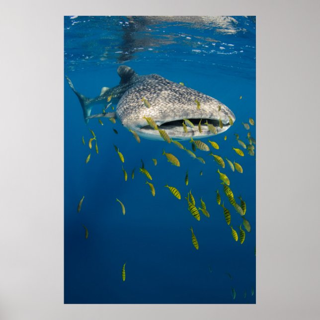 Walhai mit Fischen, Indonesien Poster (Vorne)
