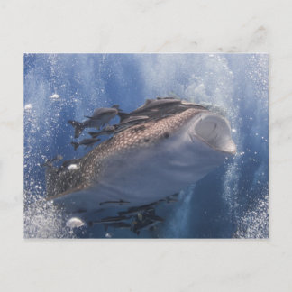 Walhai schwimmen unter Wasser Postkarte