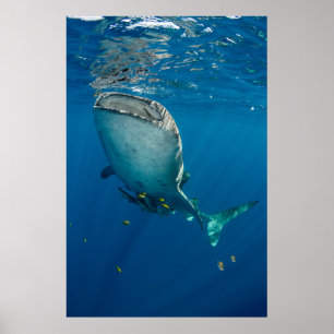 Walhai und Fisch Poster