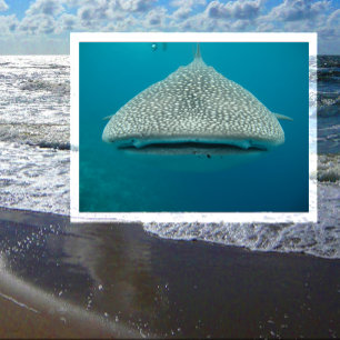 Walhai, Vorderansicht, Gesichter Postkarte