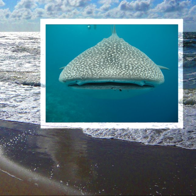 Walhai, Vorderansicht, Gesichter Postkarte (Von Creator hochgeladen)