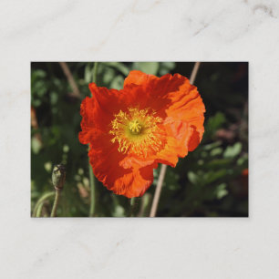 Walisches Mohn (Orange) Visitenkarte