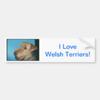 Waliser Terrier