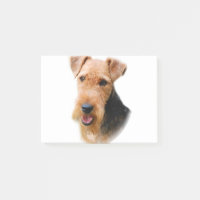 Waliser Terrier