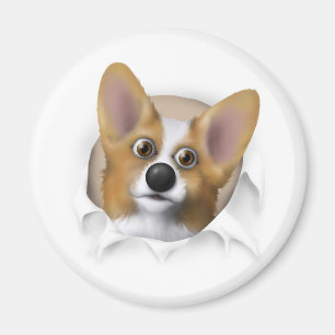 WaliserCorgi 1, der heraus sprengt Magnet