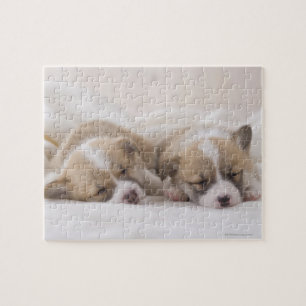 Walisercorgi-Welpen Puzzle
