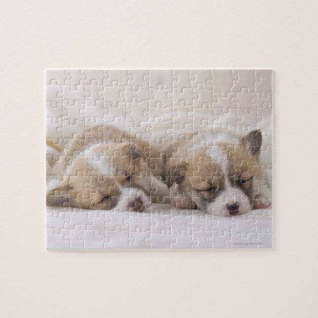 Walisercorgi-Welpen Puzzle (Horizontal)