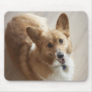 WaliserPembroke Corgihund, der auf hölzernem Bode Mousepad