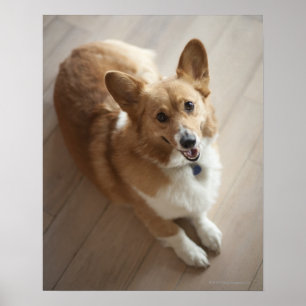 WaliserPembroke Corgihund, der auf hölzernem Bode Poster