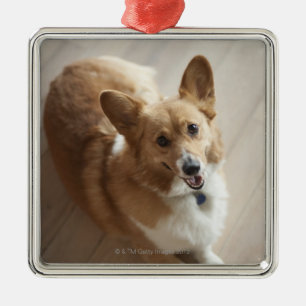 WaliserPembroke Corgihund, der auf hölzernem Bode Silbernes Ornament