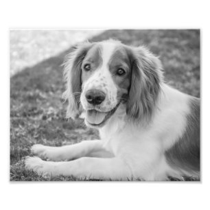 WaliserSpringerSpaniel - Schwarzes u. des Weiß-  Fotodruck