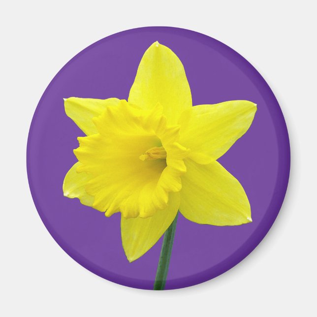 Walisisch Daffodil - II Magnet (Vorne)